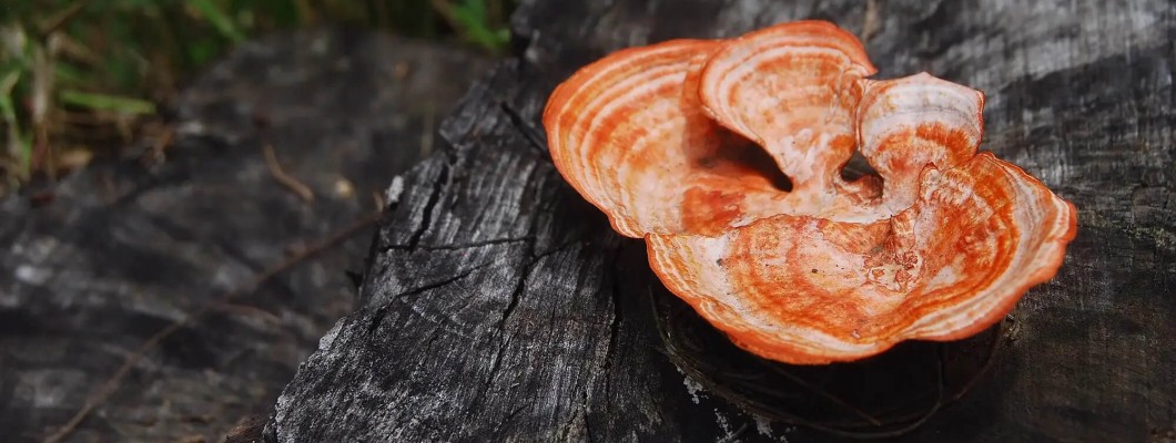 Antrodia Camphorata al 70% con Micociclopeptidi: un potente alleato per la tua salute a 360 gradi