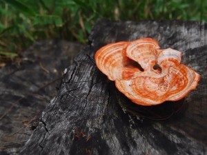 Antrodia Camphorata al 70% con Micociclopeptidi: un potente alleato per la tua salute a 360 gradi