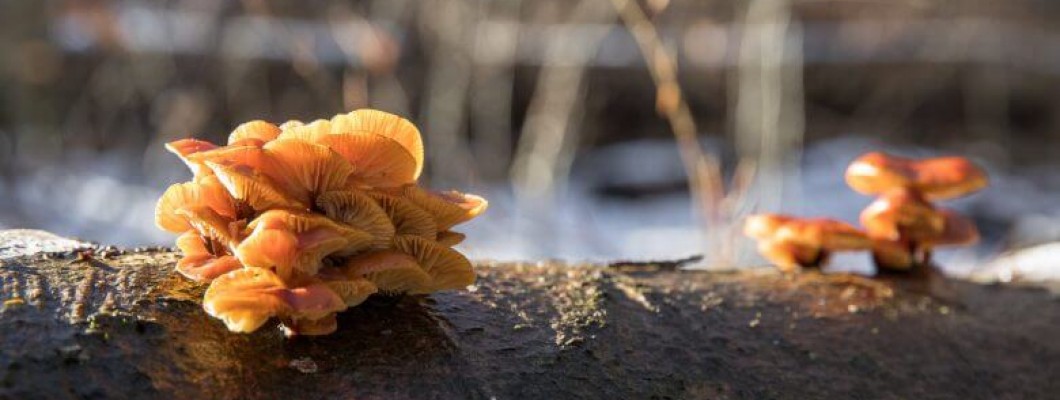 Flammulina Velutipes (Enoki) e Ciclopeptidi al 70% di concentrazione: il fungo medicinale legato ai Ciclopeptidi a concentrazione doppia rispetto agli altri funghi con benefici che vanno oltre le aspettative