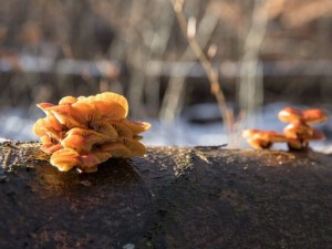 Flammulina Velutipes (Enoki) e Ciclopeptidi al 70% di concentrazione: il fungo medicinale legato ai Ciclopeptidi a concentrazione doppia rispetto agli altri funghi con benefici che vanno oltre le aspettative