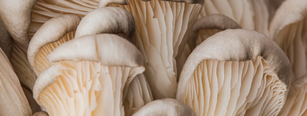 Miti e verità sui funghi medicinali: cosa dice la scienza e come sceglierli in modo sicuro?